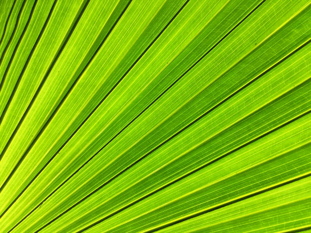 istock Palm leaf close up for background or wallpaper. 1304436480