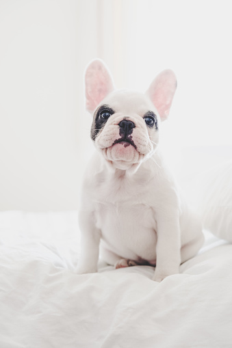 Pied colour Frenchie puppy sitting on bed