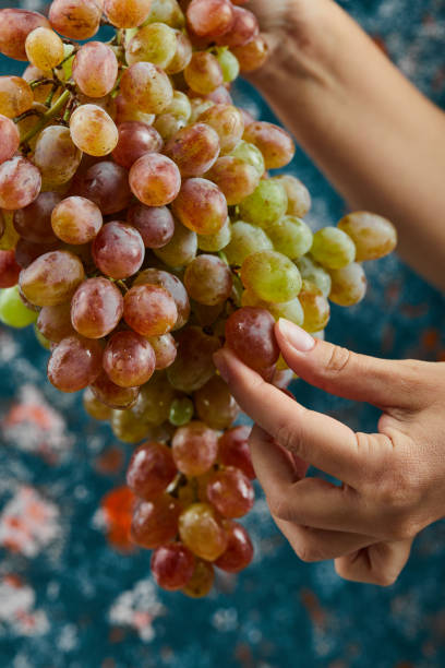 istock Hand holding red grapes on blue background 1304436597