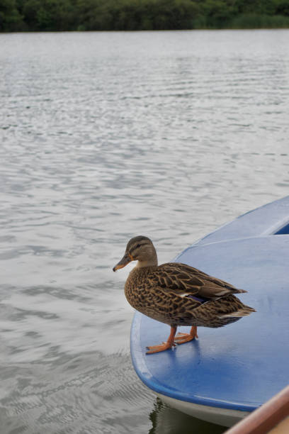 istock A brown female mallard duck (Anas platyrhynchos) standing on a dinghy boat 1304437925