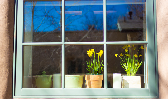 Sunlit Window with Pots of Blooming Daffodils