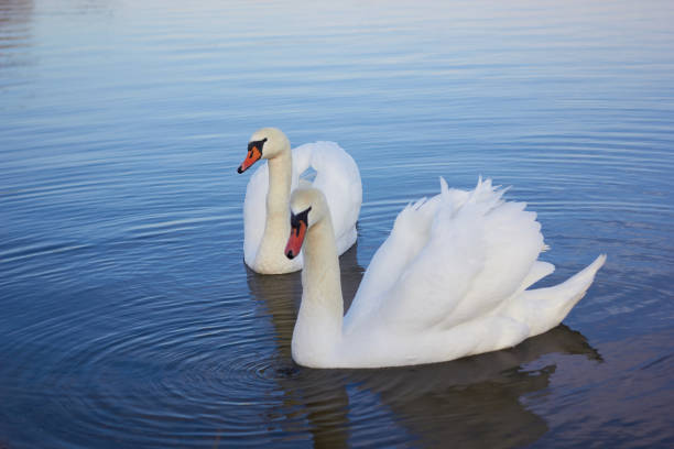 istock Two white swans float on the reflective water of the lake. 1304446201