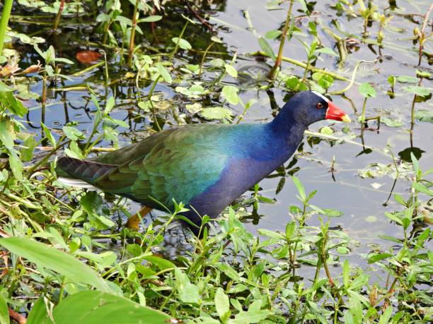 istock Purple Gallinule (Porphyrio martinica) foraging in the Florida wetlands 1304449607
