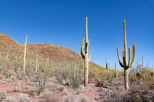 Panorama of saguaro with morning light in Santa Catalina Mountains, Tucson, Arizona, USA.