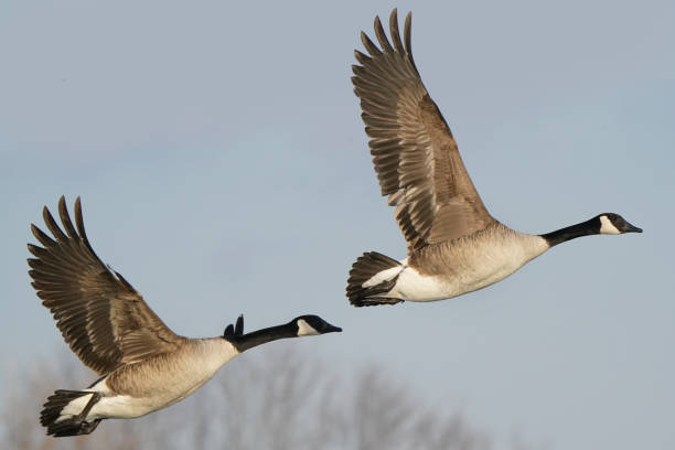 istock Canada geese by the lake in winter flying on blue sky 1304455236