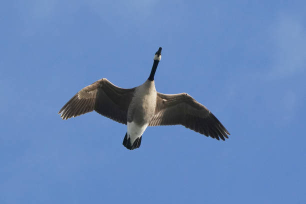 Canada geese in flock or solitary or small group
