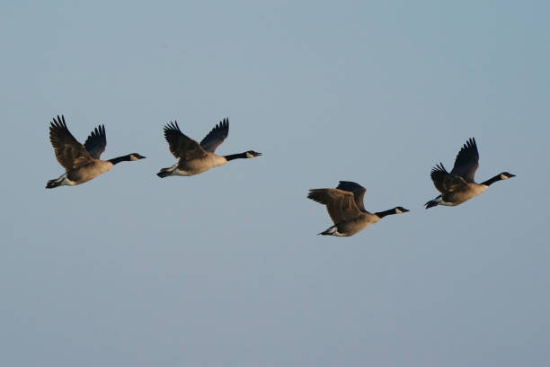 istock Canada geese by the lake in winter flying on blue sky 1304455269