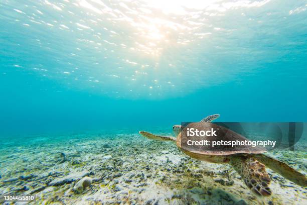 Sea Turtle Swimming In Clear Blue Waters Stock Photo - Download Image Now - Reef, Okinawa Prefecture, Sea