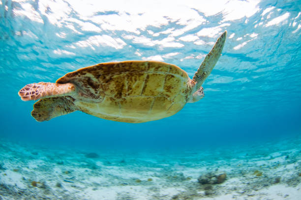 istock Sea turtle swimming in clear blue waters 1304455813