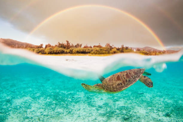 An under/over view of a Sea Turtle and double rainbow above