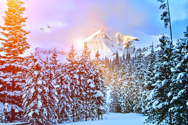 Lone Peak at Big Sky, Montana with Tundra Swans Lone Peak at Big Sky, Montana with Tundra Swans snow sunset winter mountain stock pictures, royalty-free photos & images