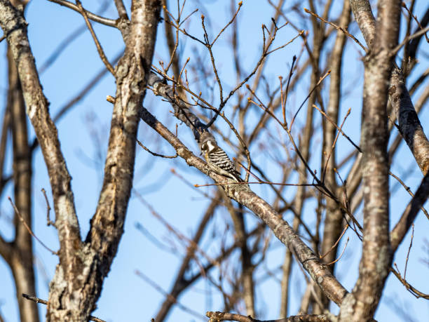 istock Japanese pygmy woodpecker in bare winter tree 1 1304465199