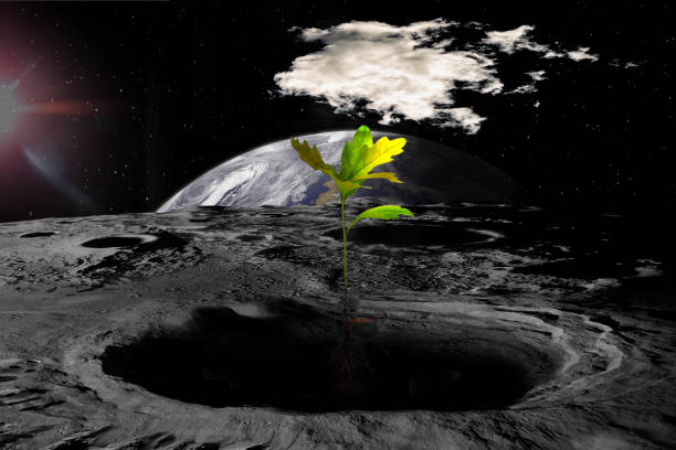 Colonization of the Moon, attempts to grow trees on the lunar surface. Sci-fi collage, elements of this image furnished by NASA.\n\n/url:\nhttps://images.nasa.gov/details-PIA23131