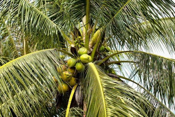 Top part of Coconut tree / Coconut Palm