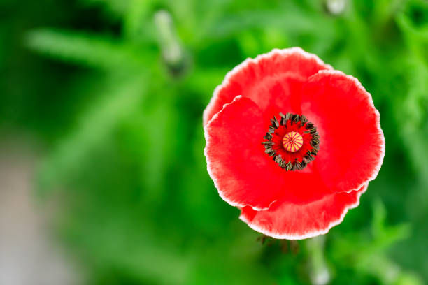 Red Poppy Flower in full bloom