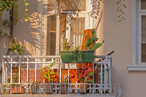 Small vintage balcony with cactus plants in an old house, lit by the sun. Batumi, Georgia.