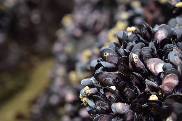 istock Phillip island mussels 1304473211