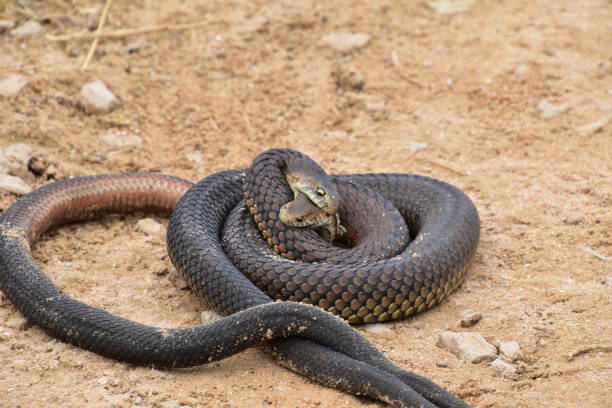 istock Phillip island snakes 1304473219