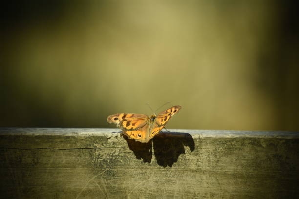 istock Phillip island butterfly 1304473269