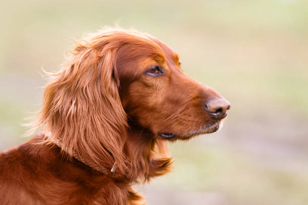 istock portrait of Irish setter in spring 1304473324