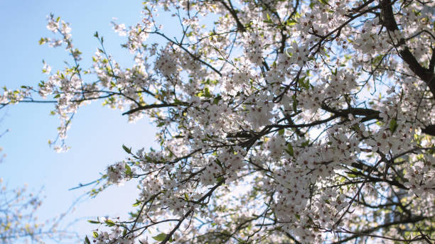 istock White cherry flowers in the sunlight closeup 1304473927