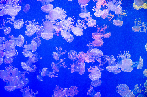 Close-up of jellyfish inside their man made aquarium.