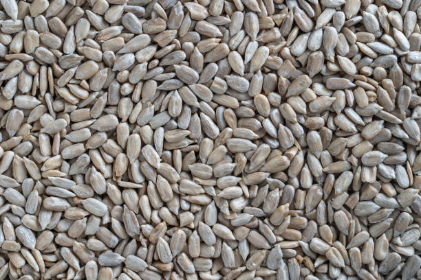 istock Peeled sunflower seeds pile background, close up 1304475840