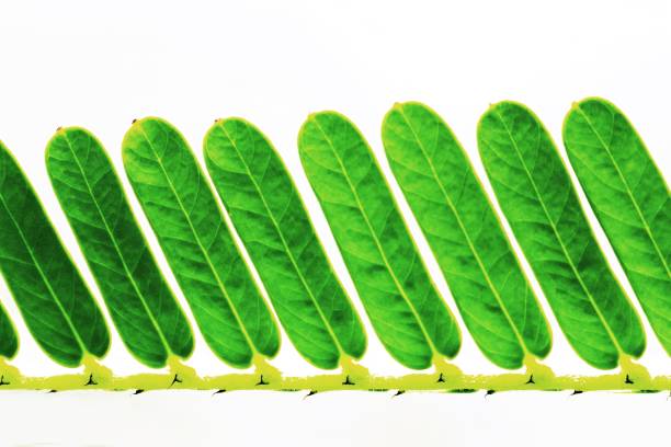 Green leaves in branch - white background.