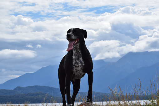 Black and white dog with mountains in background
