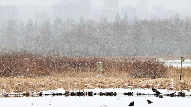 istock Snow-covered Winter Landscape in a wetland 1304477054