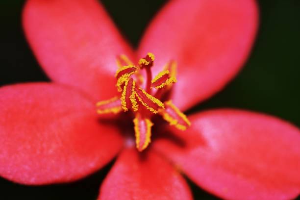 istock Closed up flower's pollen. 1304477629