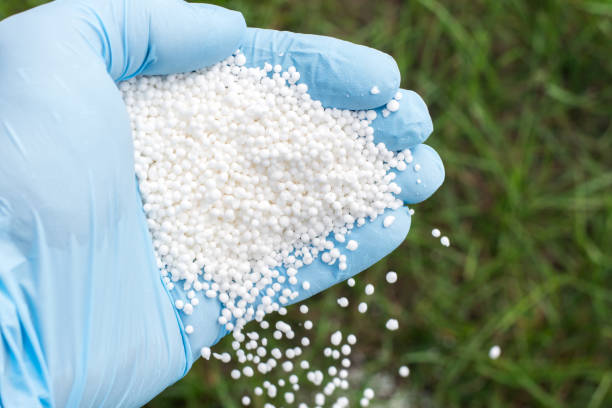 istock Hand in blue glove fertilizes green grass 1304477858