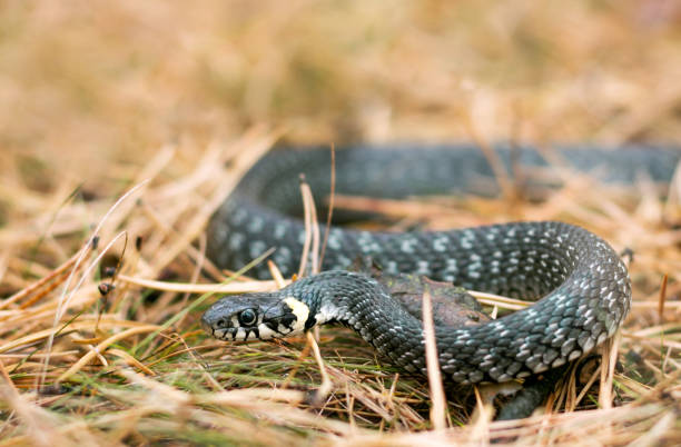 istock Grass snake in grass in the forest 1304477874