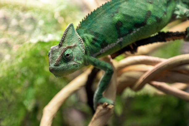 istock Funny green chameleon sits on tree branch 1304477907