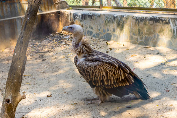 Cinereous vulture of european alps