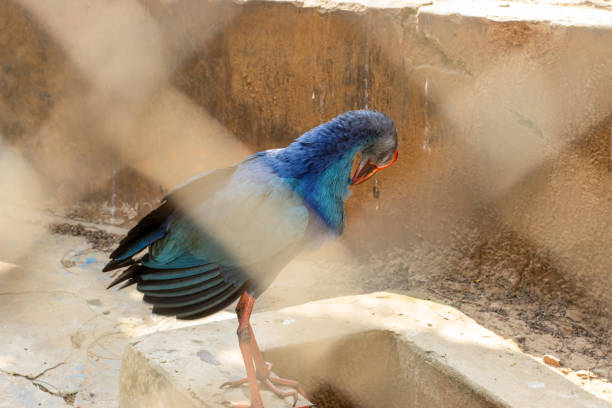 A swamphen bird itching inside of a cage close up