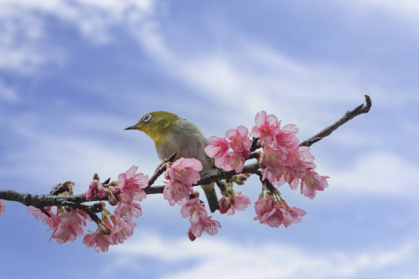 istock White-eye and blue sky perching on cherry blossoms 1304479795