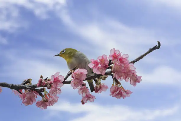 Image of spring flowers and birds