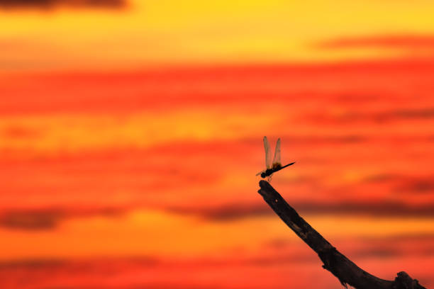 Autumn dusk image