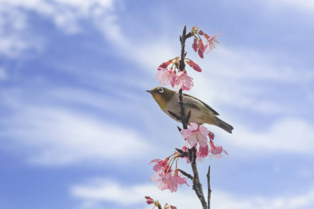 istock White-eye and blue sky perching on cherry blossoms 1304479809