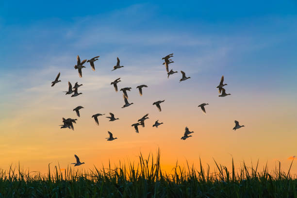 istock A flock of ducks flying at dusk 1304479829