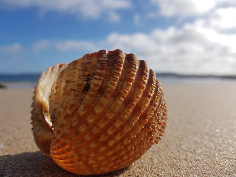 Magnificent seashell photographed on the beach of Sable d'Or Les Pins - Côtes d'Armor - Brittany