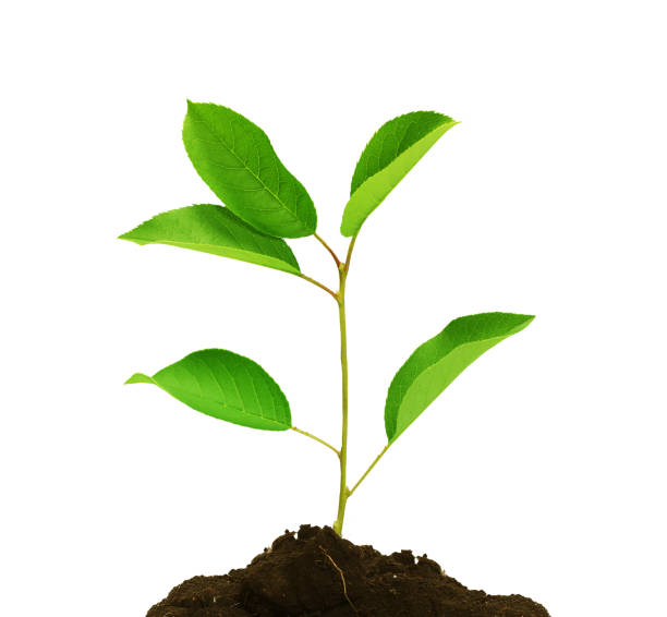 istock Young Green Plant and on white background. 1304480546