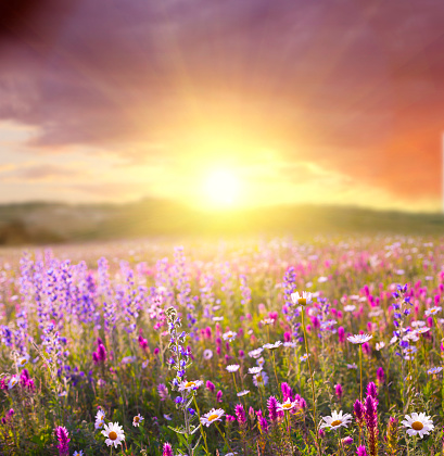 sunset in the flower field