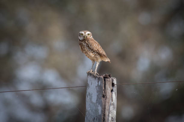 istock Burrowing Owl in the Pantanal 1304481216