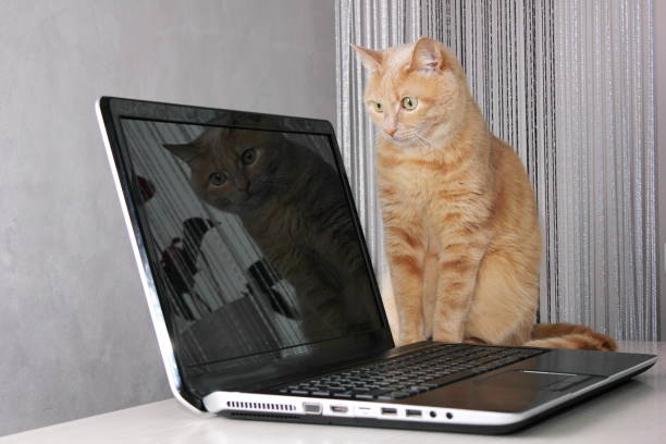 A red cat near a laptop in the home interior. Workplace. The reflection of the cat in the laptop monitor.