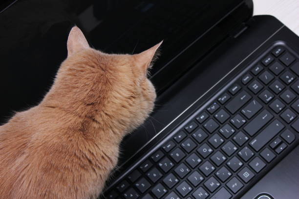 istock A red cat and a laptop. home learning and a modern technology 1304484496