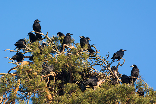 Crows on the pine-tree