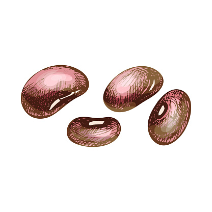 Kidney beans red brown seed. Vector color vintage hand drawn hatching illustration isolated on a white background.