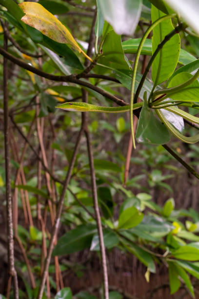 istock Mangrove forest on Bentota River, Sri Lanka. 1304487198